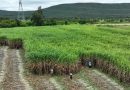 Sugarcane Breeding Policies and Innovations: Thailand’s Sugar Industry Development Plan Toward Sustainability, 2026