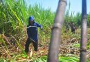 Indonesia Plans Major Sugarcane Expansion in East Java to Boost Sugar Output