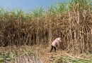 Japan Eyeing Philippines Sugarcane for Future Bioethanol Supply