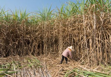 Japan Eyeing Philippines Sugarcane for Future Bioethanol Supply