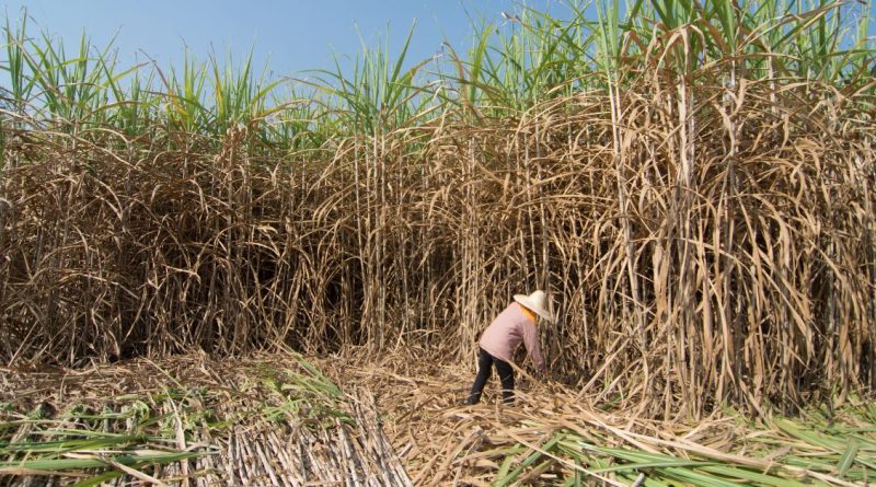 Japan Eyeing Philippines Sugarcane for Future Bioethanol Supply