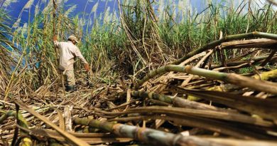 Sugar Prices Rebound on Stronger Brazilian Real, Despite Global Surplus Concerns