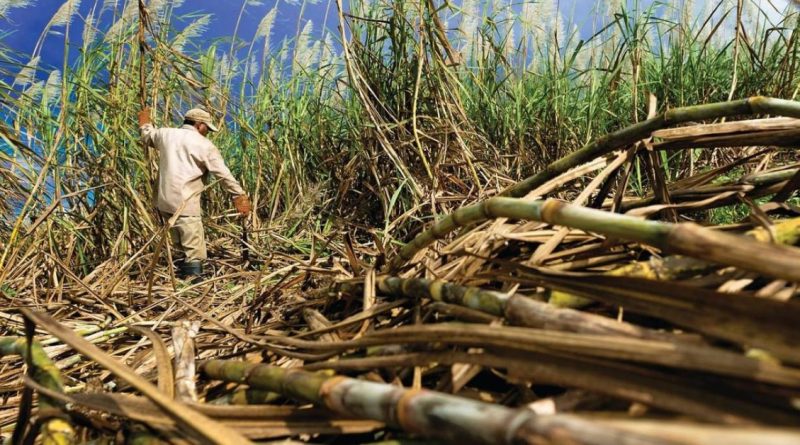 Sugar Prices Rebound on Stronger Brazilian Real, Despite Global Surplus Concerns