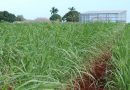One-pot Process to Convert Sugarcane Waste to Jet Fuel