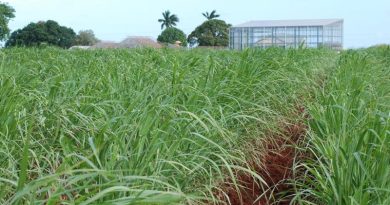 One-pot Process to Convert Sugarcane Waste to Jet Fuel
