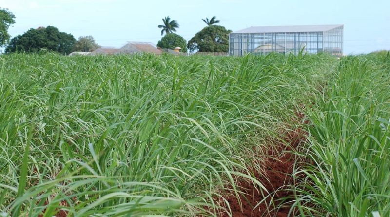 One-pot Process to Convert Sugarcane Waste to Jet Fuel