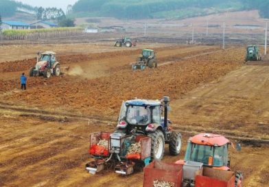 Harvesting Sweetness with Intelligence in South China