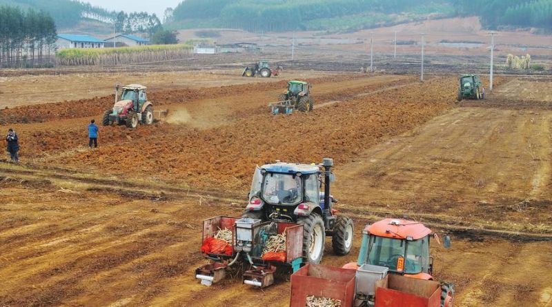 Harvesting Sweetness with Intelligence in South China