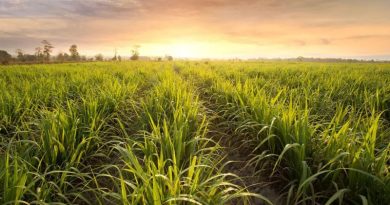 Kenya Sugar Board to Transition Sugar Sector into Energy Regeneration Hub