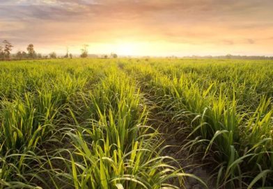 Kenya Sugar Board to Transition Sugar Sector into Energy Regeneration Hub