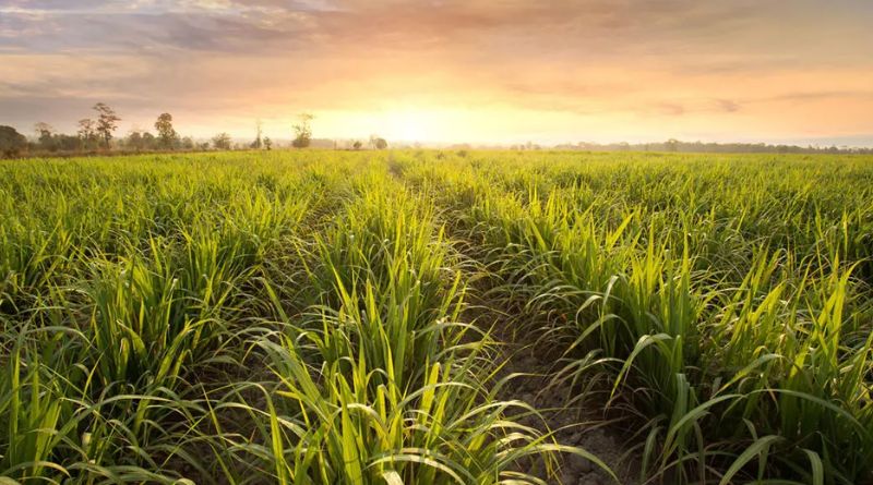 Kenya Sugar Board to Transition Sugar Sector into Energy Regeneration Hub