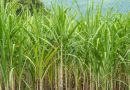 KTIS Targets 7.5 Million Tonnes of Cane in 2025/26, Enhances Production Efficiency