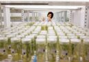 Brazil Approves VerdPRO2 GM Sugarcane to Curb Borer Damage and Boost Yields