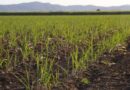 South Africa Boosts Climate-Smart Sugarcane Farming Initiatives