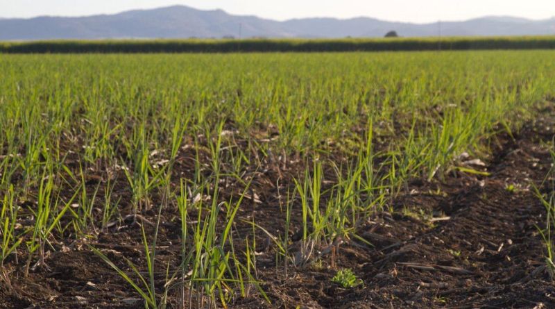 South Africa Boosts Climate-Smart Sugarcane Farming Initiatives